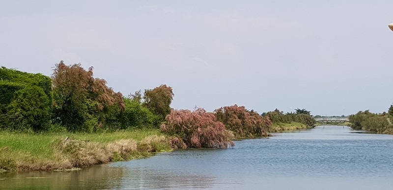 Calme et charme au sein des marais salants avec les oiseaux pour compagnons de route