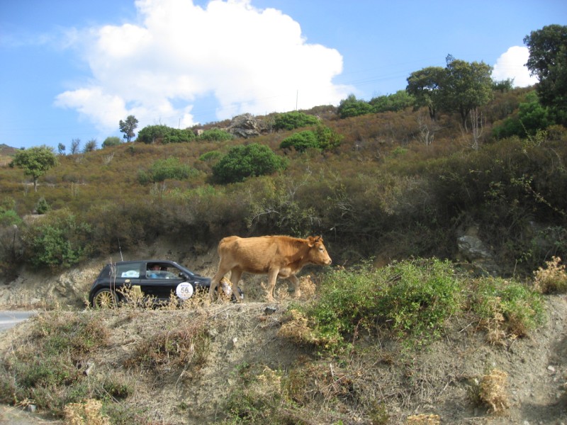 Pas grosse les vaches en Corse